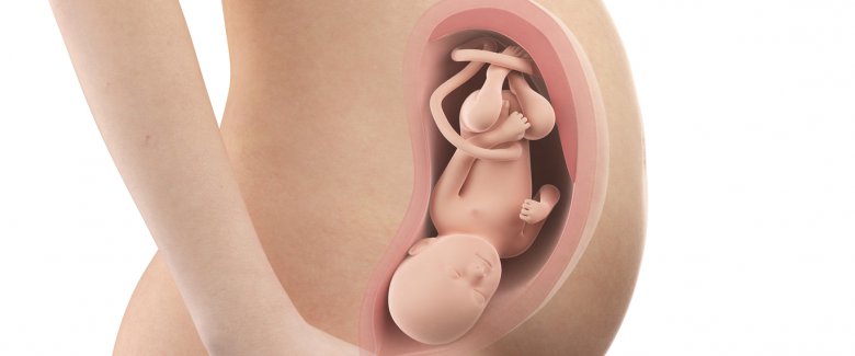 gravidanza feto