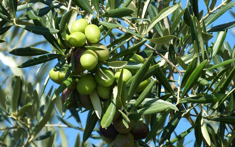 domenica delle palme