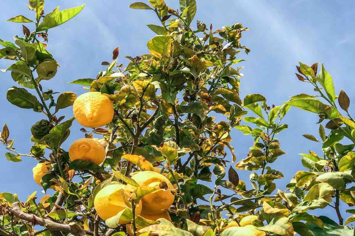 albero-di-limoni,-il-metodo-per-avere-piu-frutti:-i-risultati-ti-sorprenderanno
