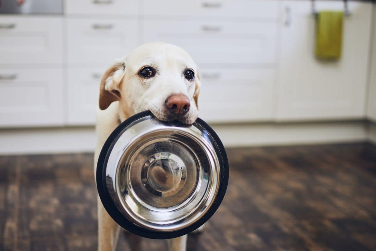 attenzione-al-cibo-per-cani-troppo-economico:-questi-marchi-sono-da-bocciare