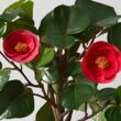 camelia,-cadono-le-foglie:-i-rimedi-per-risolvere-la-situazione