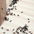 formiche-in-casa,-cosi-le-ho-eliminate:-i-rimedi-utili-anche-se-si-hanno-animali-domestici