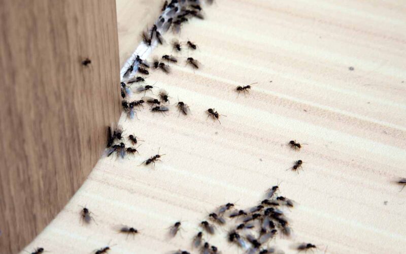 formiche-in-casa,-cosi-le-ho-eliminate:-i-rimedi-utili-anche-se-si-hanno-animali-domestici