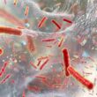 allerta-italiana:-attenti-alle-docce,-i-water-e-i-lavandini-dei-vostri-bagni,-ecco-cosa-puo-uscire